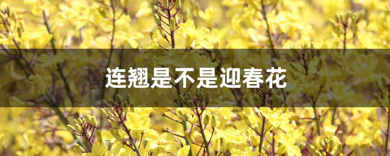 连翘是不是迎春花 连翘是不是迎春花
