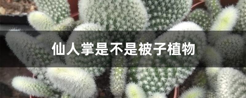 仙人掌是不是被子植物 仙人掌是不是被子植物