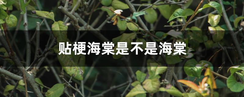 贴梗海棠是不是海棠 贴梗海棠是不是海棠