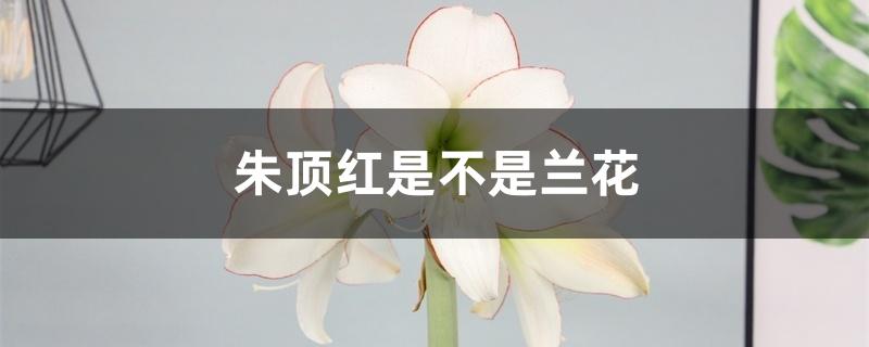 朱顶红是不是兰花 朱顶红是不是兰花