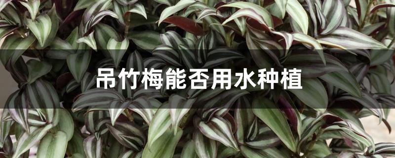 吊竹梅能否用水种植 吊竹梅能否用水种植