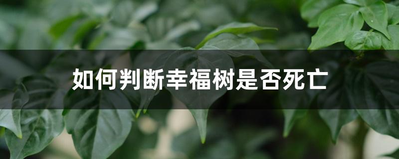 如何判断幸福树是否死亡 如何判断幸福树是否死亡