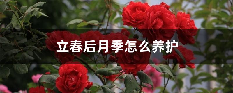 立春后月季怎么养护 立春后月季怎么养护