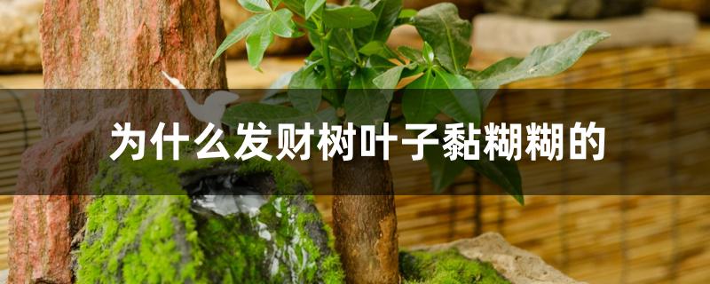 为什么发财树叶子黏糊糊的 为什么发财树叶子黏糊糊的