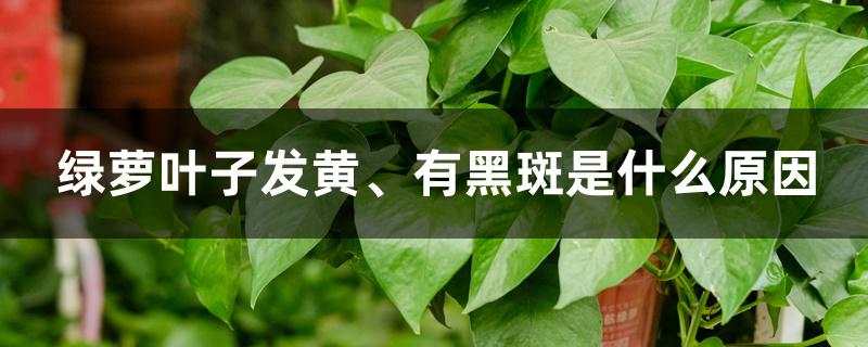 绿萝叶子发黄、有黑斑是什么原因 绿萝叶子发黄、有黑斑是什么原因