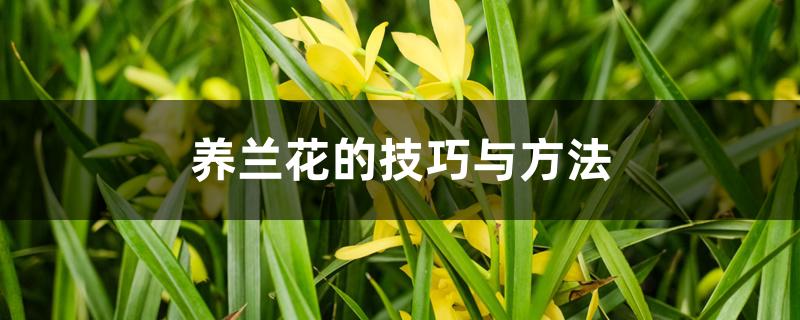 养兰花的技巧与方法 养兰花的技巧与方法