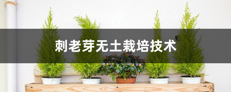 刺老芽无土栽培技术 刺老芽无土栽培技术