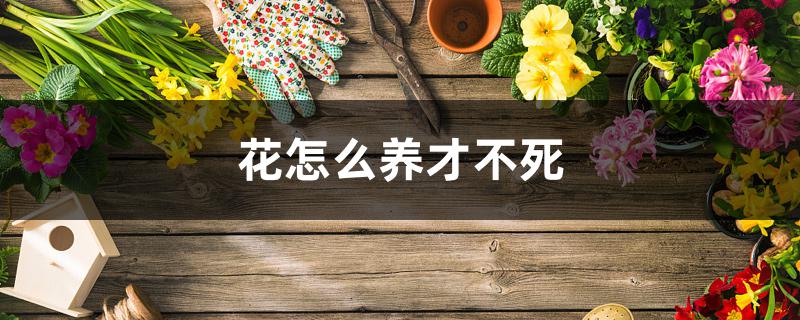 花怎么养才不死 花怎么养才不死