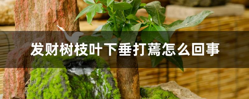 发财树枝叶下垂打蔫怎么回事 发财树枝叶下垂打蔫怎么回事