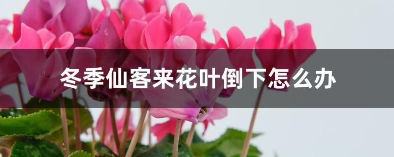 冬季仙客来花叶倒下怎么办 冬季仙客来花叶倒下怎么办