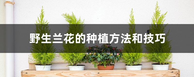 野生兰花的种植方法和技巧 野生兰花的种植方法和技巧