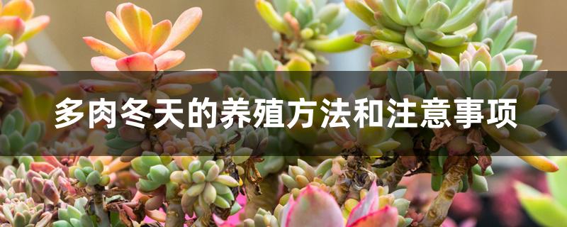 多肉冬天的养殖方法和注意事项 多肉冬天的养殖方法和注意事项