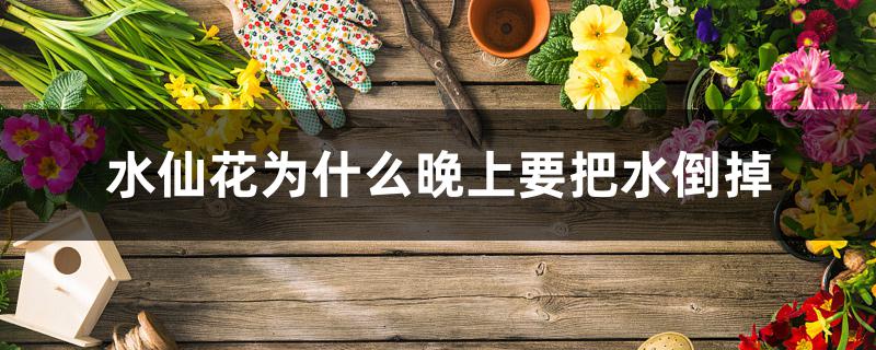 水仙花为什么晚上要把水倒掉 水仙花为什么晚上要把水倒掉