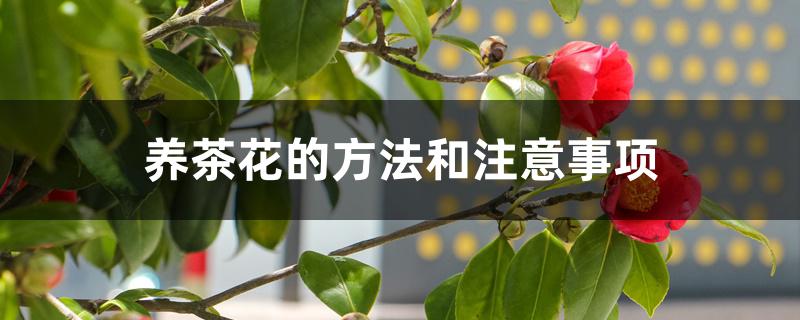养茶花的方法和注意事项 养茶花的方法和注意事项