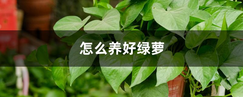 怎么养好绿萝 怎么养好绿萝