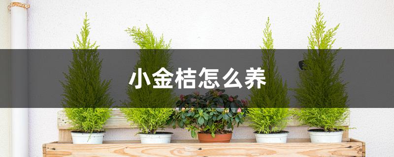 小金桔怎么养 小金桔怎么养