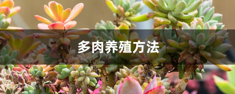 多肉养殖方法 多肉养殖方法