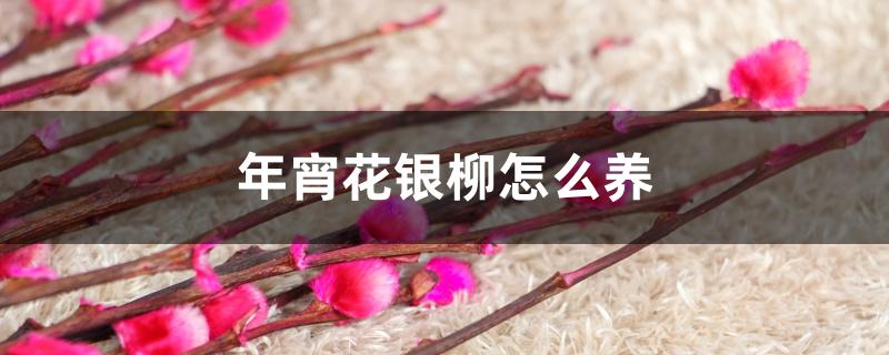 年宵花银柳怎么养 年宵花银柳怎么养