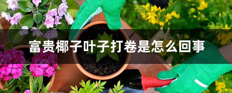 富贵椰子叶子打卷是怎么回事