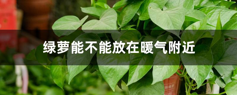 绿萝能不能放在暖气附近 绿萝能不能放在暖气附近