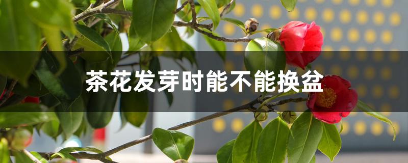 茶花发芽时能不能换盆 茶花发芽时能不能换盆