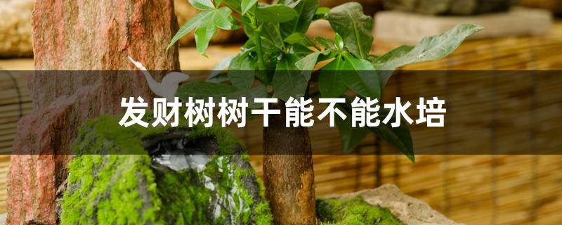 发财树树干能不能水培 发财树树干能不能水培