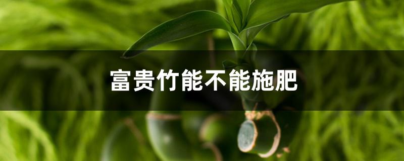 富贵竹能不能施肥 富贵竹能不能施肥