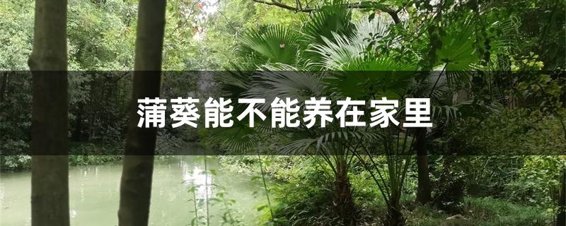 蒲葵能不能养在家里