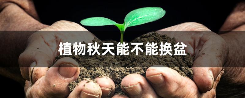 植物秋天能不能换盆 植物秋天能不能换盆