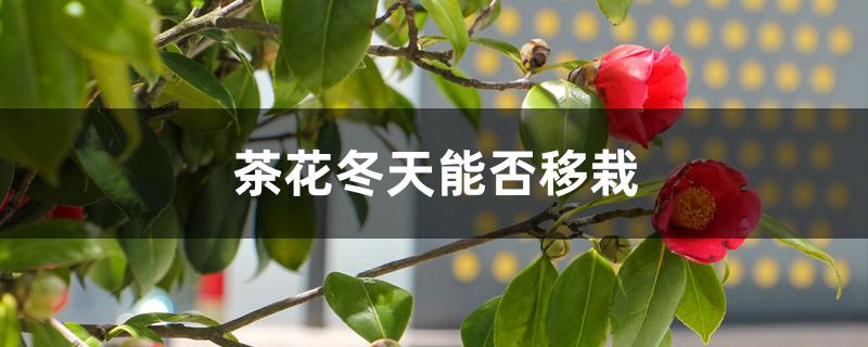 茶花冬天能否移栽 茶花冬天能否移栽