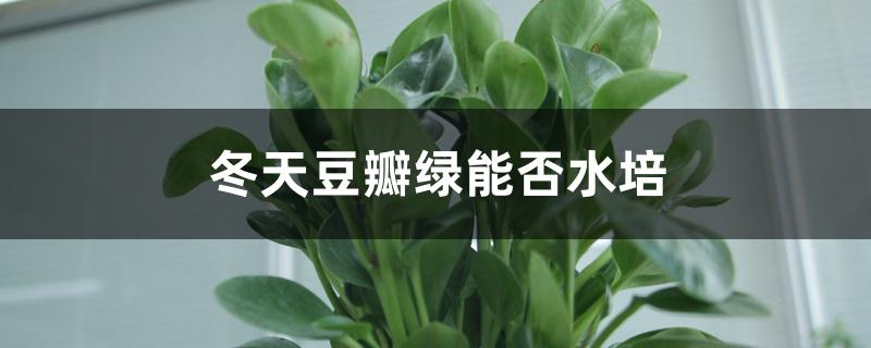 冬天豆瓣绿能否水培 冬天豆瓣绿能否水培