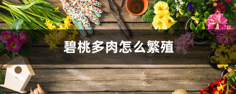 碧桃多肉怎么繁殖 碧桃多肉怎么繁殖
