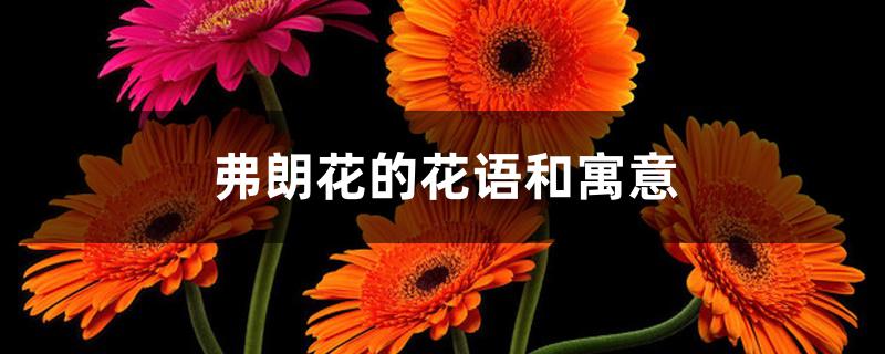 扶郎花的花语和寓意 扶郎花的花语和寓意