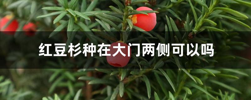 红豆杉种在大门两侧可以吗 红豆杉种在大门两侧可以吗