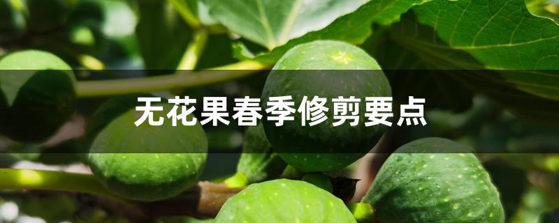 无花果春季修剪要点 无花果春季修剪要点