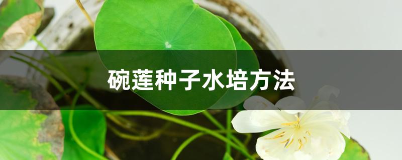 碗莲种子水培方法 碗莲种子水培方法