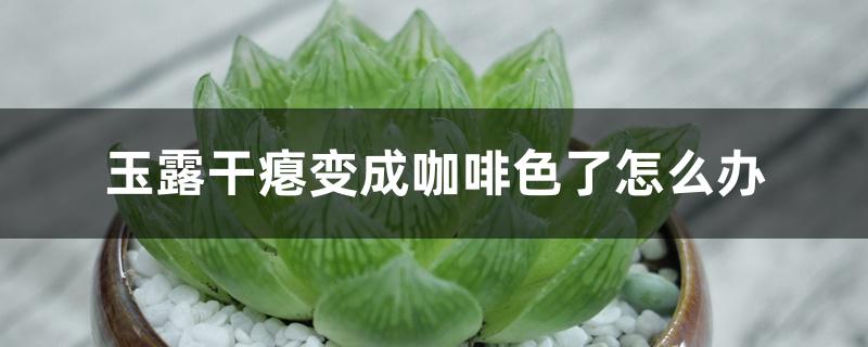 玉露干瘪变成咖啡色了怎么办 玉露干瘪变成咖啡色了怎么办