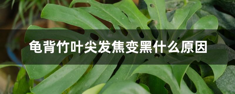 龟背竹叶尖发焦变黑什么原因 龟背竹叶尖发焦变黑什么原因