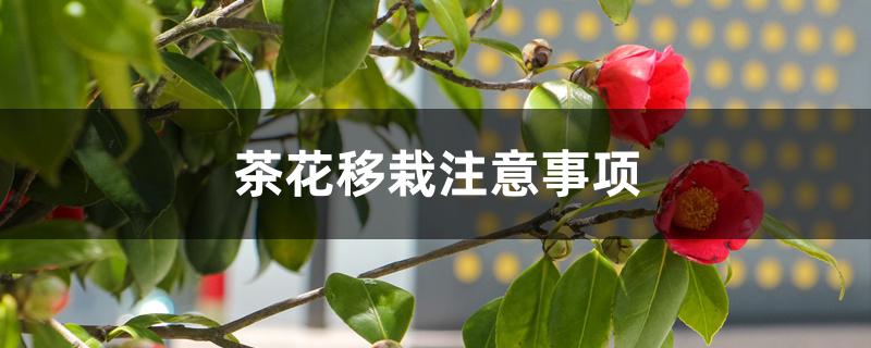 茶花移栽注意事项 茶花移栽注意事项