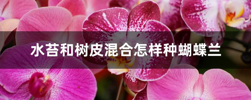水苔和树皮混合怎样种蝴蝶兰 水苔和树皮混合怎样种蝴蝶兰