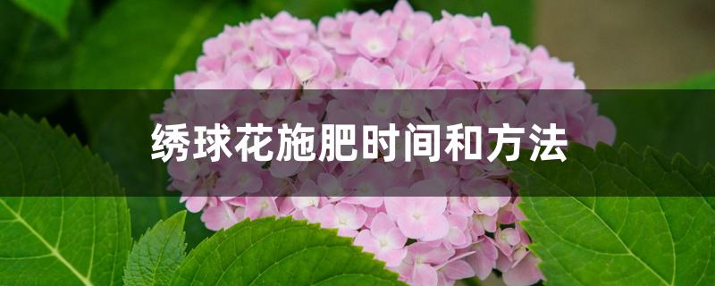 绣球花施肥时间和方法 绣球花施肥时间和方法
