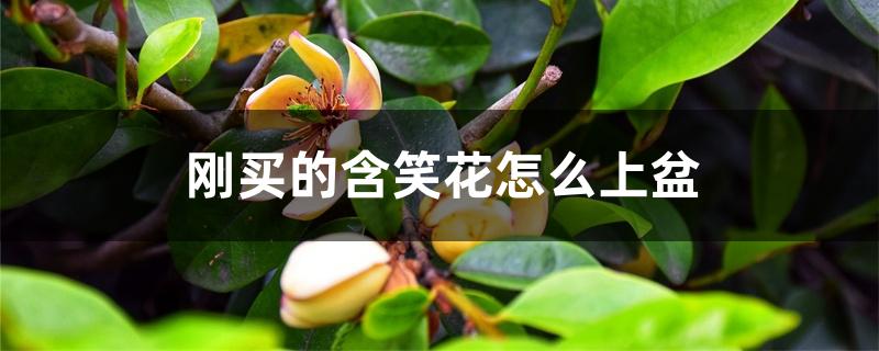 刚买的含笑花怎么上盆 刚买的含笑花怎么上盆