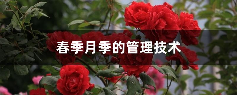 春季月季的管理技术 春季月季的管理技术