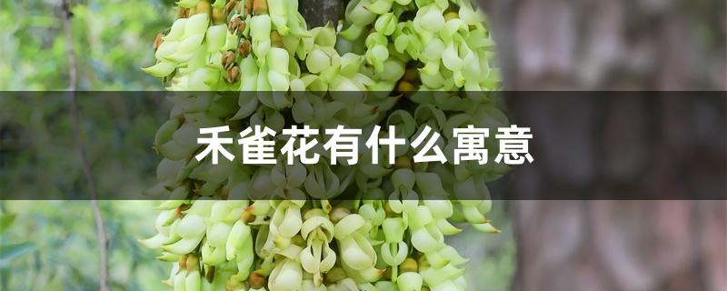 禾雀花有什么寓意 禾雀花有什么寓意