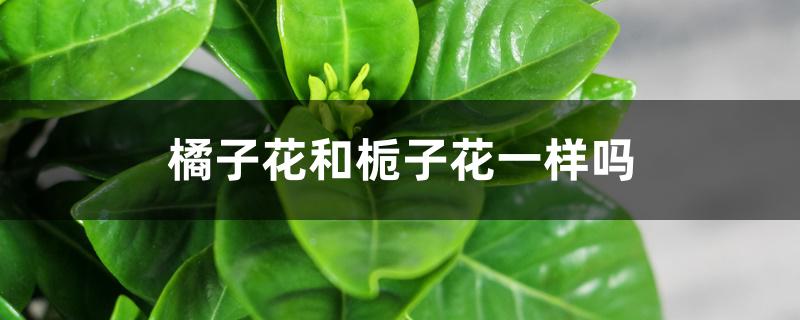 橘子花和栀子花一样吗 橘子花和栀子花一样吗