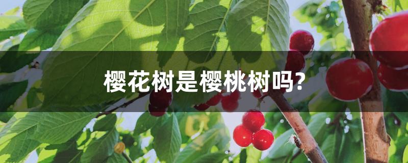 樱花树是樱桃树吗? 樱花树是樱桃树吗?