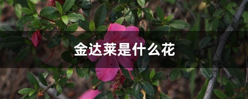金达莱是什么花 金达莱是什么花
