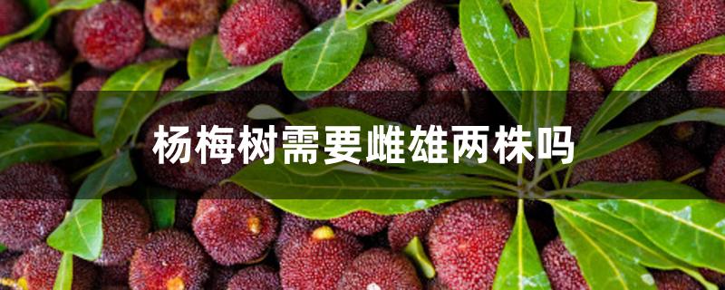 杨梅树需要雌雄两株吗 杨梅树需要雌雄两株吗
