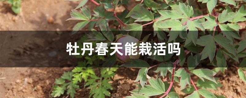 牡丹春天能栽活吗 牡丹春天能栽活吗