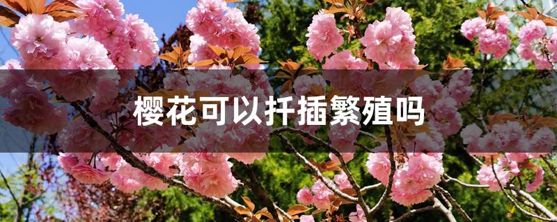 樱花可以扦插繁殖吗 樱花可以扦插繁殖吗